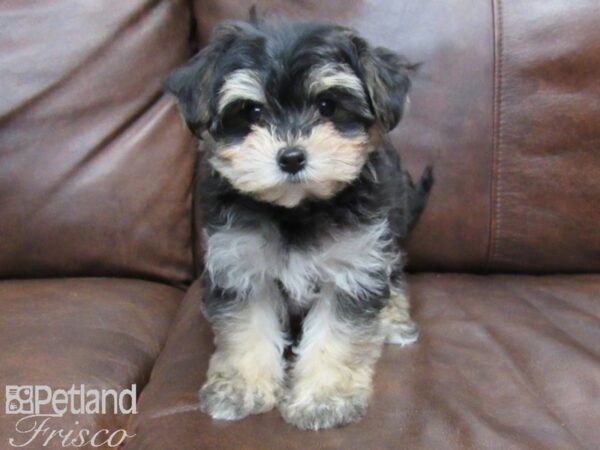 Morkie DOG Female Black and Tan 24880 Petland Frisco, Texas