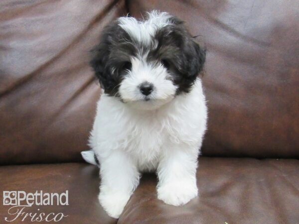 Maltipoo DOG Male Black and White 24879 Petland Frisco, Texas