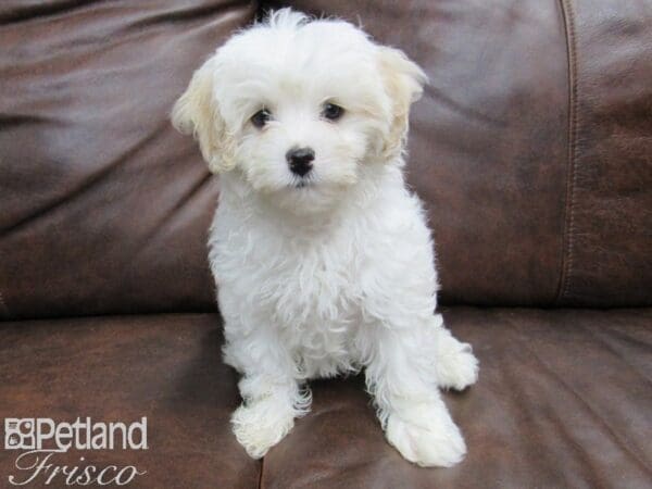 Maltipoo-DOG-Male-White and Cream-24878-Petland Frisco, Texas