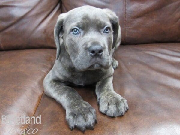 Cane Corso-DOG-Male-Brindle and Blue-24875-Petland Frisco, Texas
