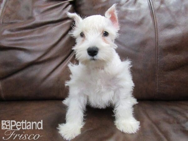 Miniature Schnauzer DOG Male White 24874 Petland Frisco, Texas