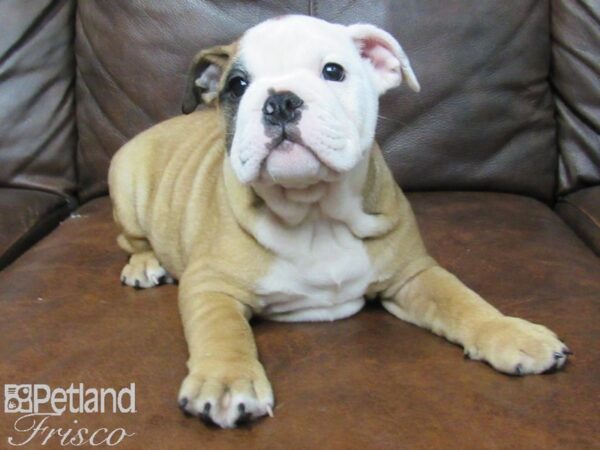 English Bulldog DOG Female Red and White 24873 Petland Frisco, Texas