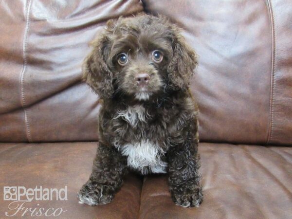 Cock-A-Poo-DOG-Female-Chocolate and White-24798-Petland Frisco & Mckinney, Texas