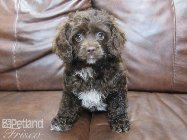 Cock-A-Poo DOG Female Chocolate and White 24798 Petland Frisco, Texas