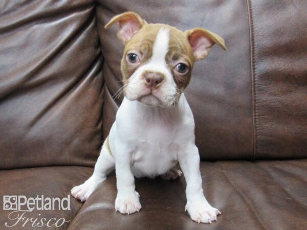 Boston Terrier DOG Female RED WHITE 24958 Petland Frisco, Texas