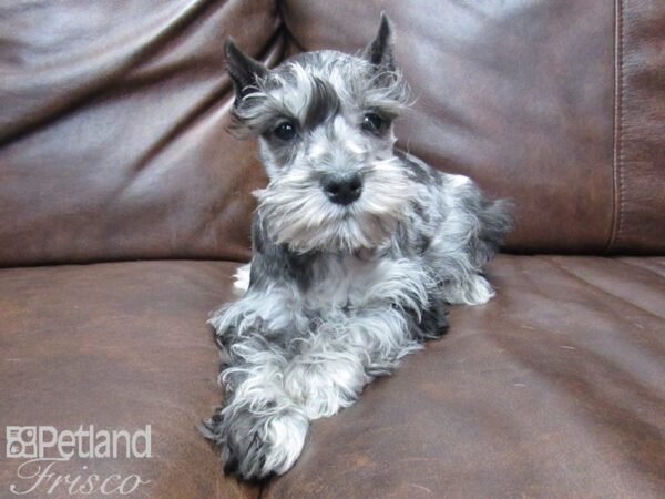 Miniature Schnauzer DOG Female BLUE MERLE 24957 Petland Frisco, Texas