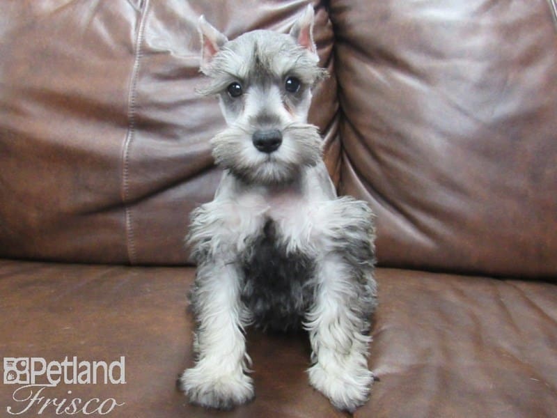 Miniature Schnauzer-DOG-Female-SALT PEPPER-2647405-Petland Frisco, Texas