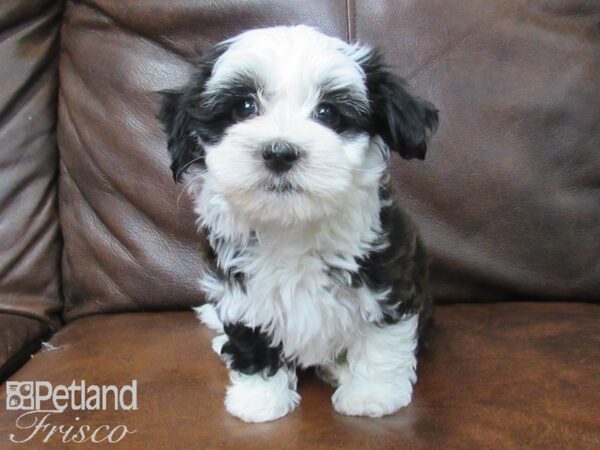 Havanese DOG Male BLK TRI 24955 Petland Frisco, Texas