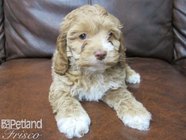 Cock A Poo DOG Female RED 24954 Petland Frisco, Texas