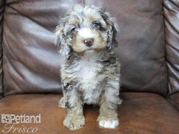 Cock A Poo-DOG-Female-CHOC MERLE-24953-Petland Frisco, Texas