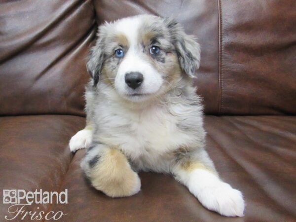 Miniature Australian Shepherd DOG Male BLUE MERLE 24952 Petland Frisco, Texas