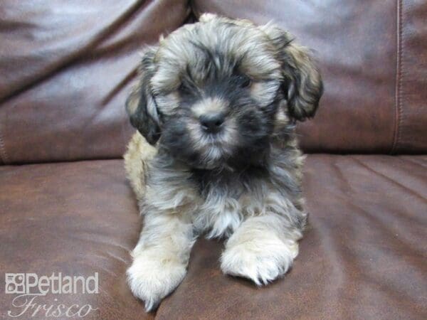 Teddy-DOG-Female-BROWN WHITE-24949-Petland Frisco, Texas