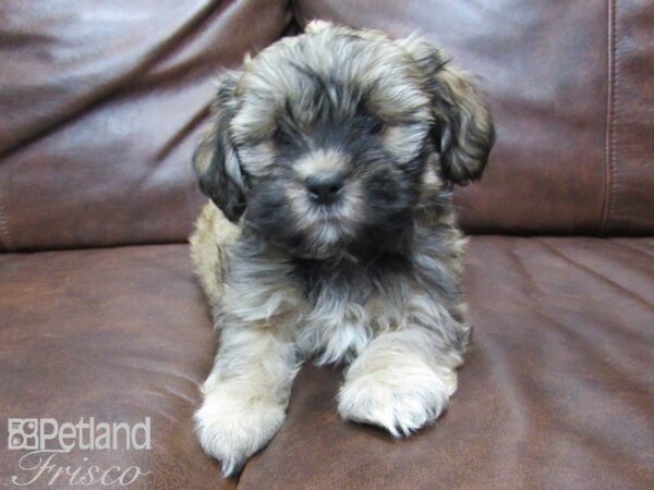 Teddy DOG Female BROWN WHITE 24949 Petland Frisco, Texas