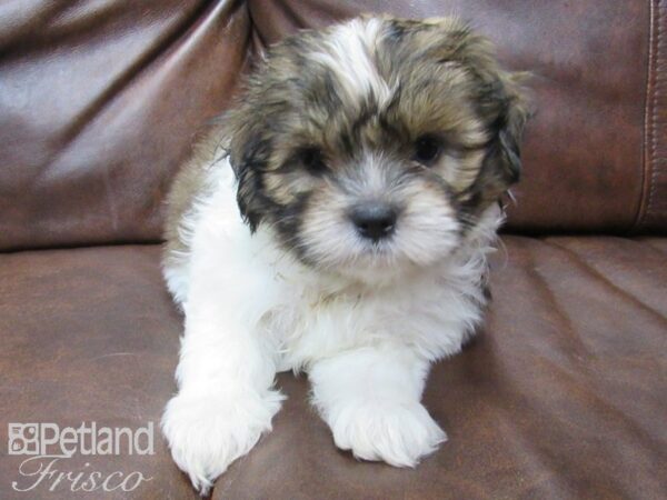 Teddy DOG Female brown white 24951 Petland Frisco, Texas