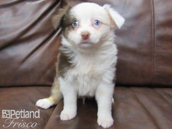 Miniature Australian Shepherd-DOG-Male-RED TRI-24948-Petland Frisco & Mckinney, Texas