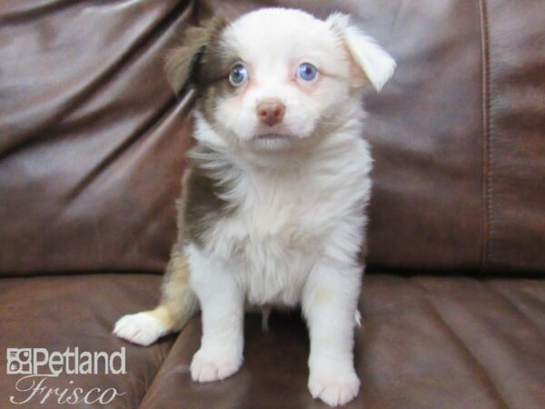 Miniature Australian Shepherd DOG Male RED TRI 24948 Petland Frisco, Texas