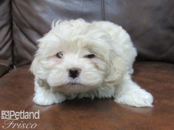 Teddy DOG Male BROWN WHITE 24950 Petland Frisco, Texas