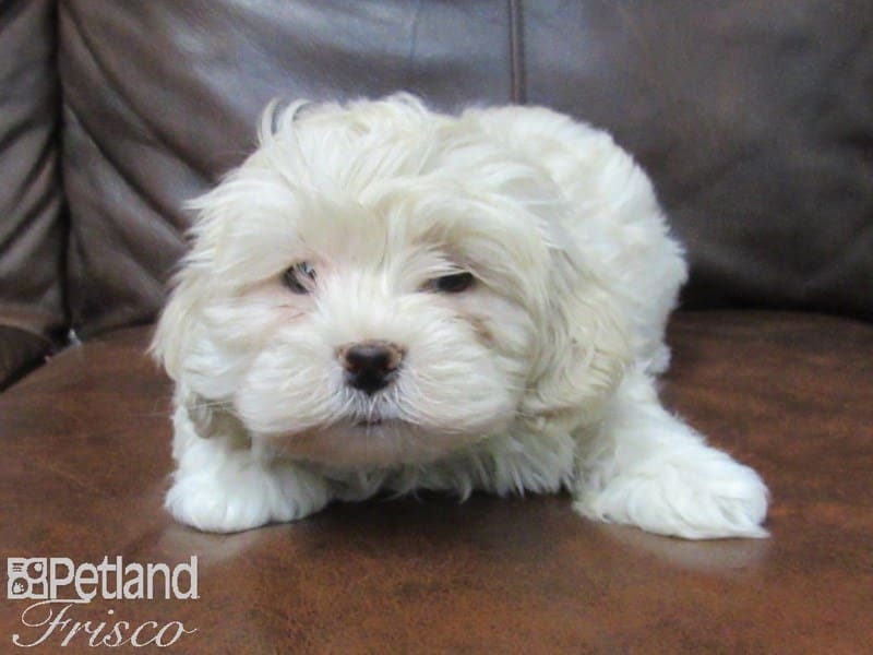 Teddy-DOG-Male-BROWN WHITE-2647270-Petland Frisco, Texas