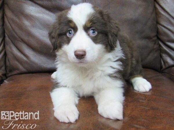 Miniature Australian Shepherd DOG Female RED TRI 24947 Petland Frisco, Texas