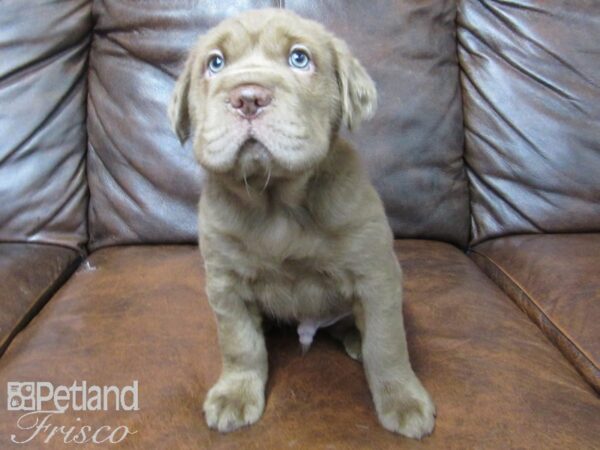 Mini Hippo-DOG-Male-CHOC-24946-Petland Frisco, Texas