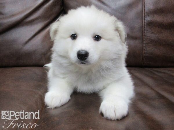 HuskieMoe-DOG-Female-SILVER WHITE-24945-Petland Frisco & Mckinney, Texas