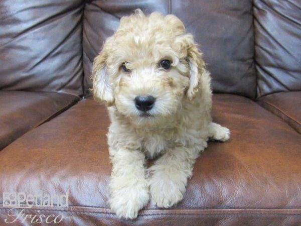 MOYEN POODLE DOG Male Cream 24944 Petland Frisco, Texas