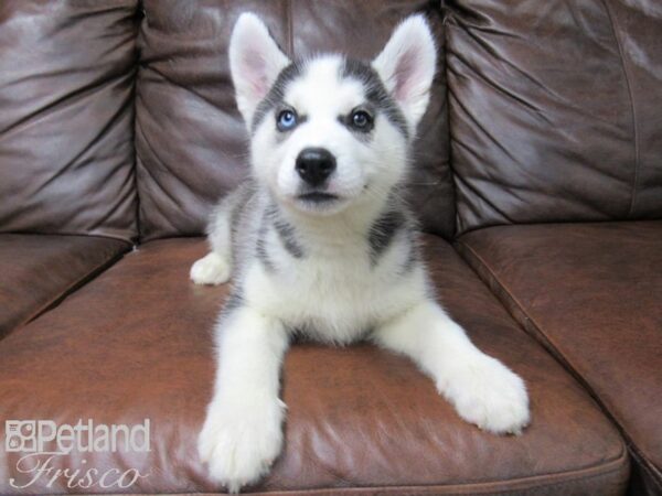 Siberian Husky DOG Male Black & White 24943 Petland Frisco, Texas