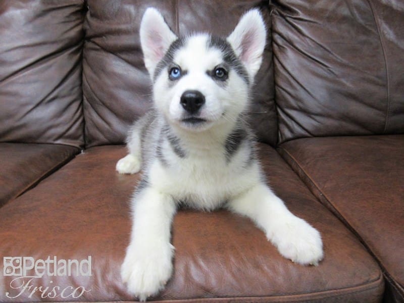 Siberian Husky-DOG-Male-Black & White-2647529-Petland Frisco, Texas