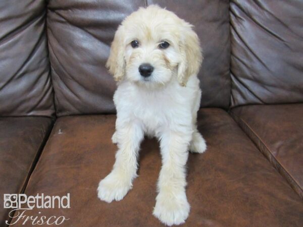 Goldendoodle DOG Male Golden 24942 Petland Frisco, Texas