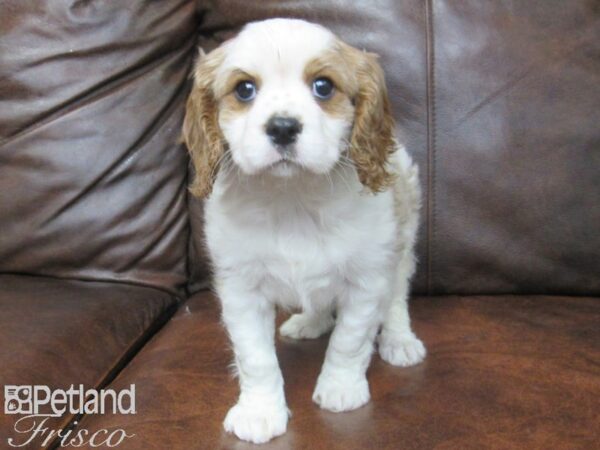 Cavalier King Charles Spaniel DOG Male Blenheim 24924 Petland Frisco, Texas