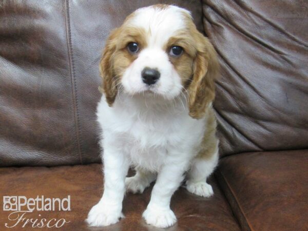 Cavalier King Charles Spaniel-DOG-Male-Blenheim-24925-Petland Frisco & Mckinney, Texas