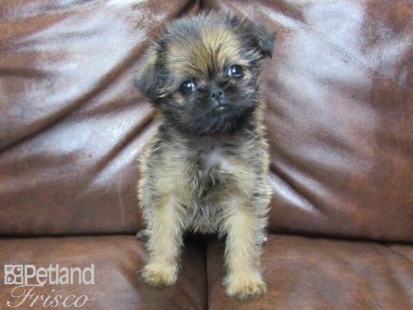 Shiffon DOG Male Wheaten 24926 Petland Frisco, Texas