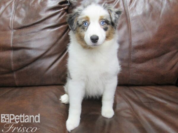 Miniature American Shepherd-DOG-Female-Blue Merle-24928-Petland Frisco & Mckinney, Texas