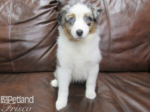 Miniature American Shepherd DOG Female Blue Merle 24928 Petland Frisco, Texas