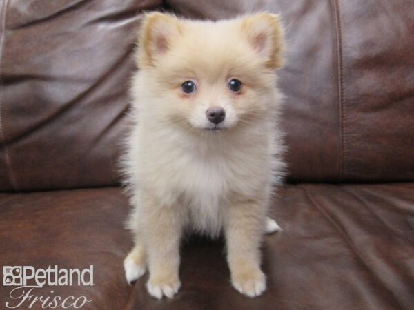 Pomeranian DOG Female Cream 24929 Petland Frisco, Texas