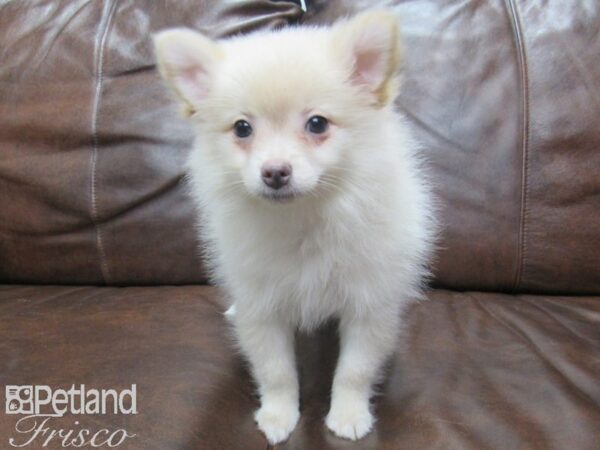 Pomeranian DOG Female Cream 24930 Petland Frisco, Texas