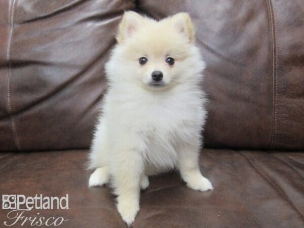 Pomeranian DOG Male Cream 24931 Petland Frisco, Texas