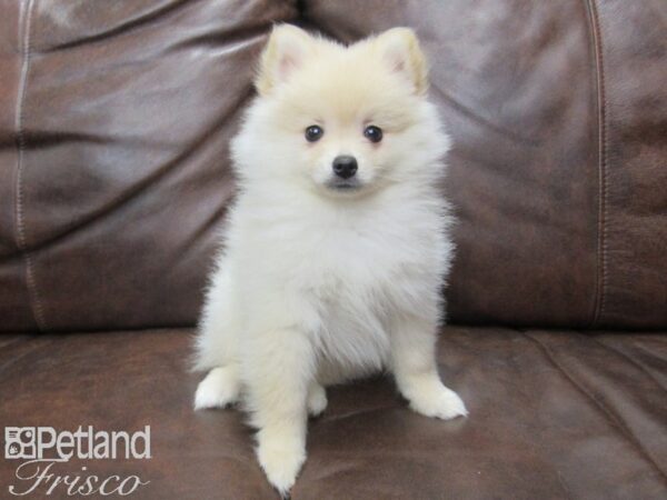 Pomeranian-DOG-Male-Cream-24931-Petland Frisco & Mckinney, Texas