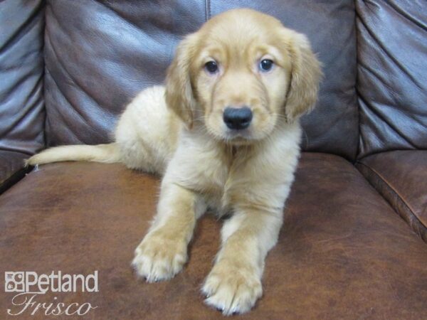 Golden Retriever DOG Male Golden 24933 Petland Frisco, Texas