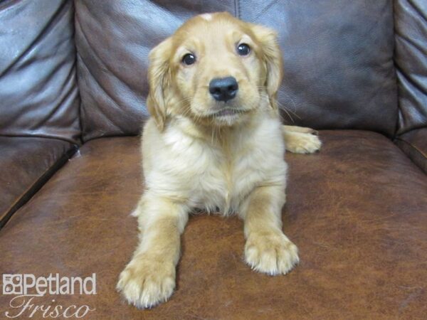 Golden Retriever DOG Male Golden 24934 Petland Frisco, Texas