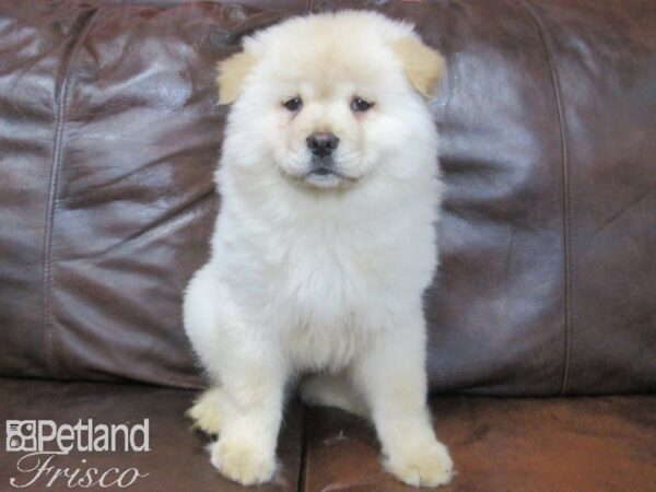 Chow Chow-DOG-Female-Cream-24935-Petland Frisco & Mckinney, Texas