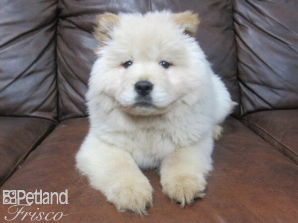 Chow Chow DOG Female Cream 24936 Petland Frisco, Texas