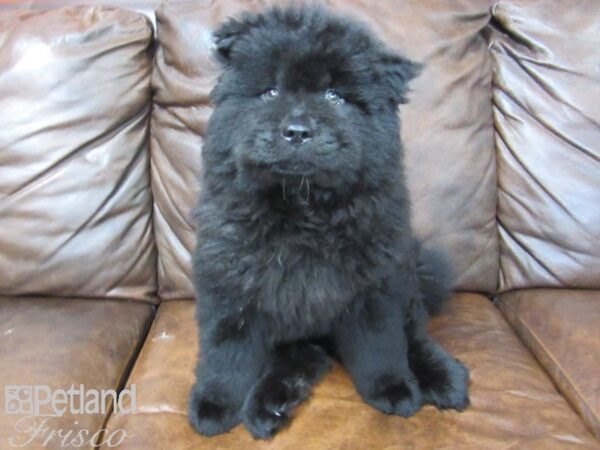 Chow Chow DOG Male Black 24937 Petland Frisco, Texas