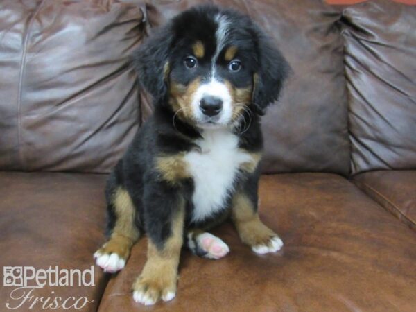 Bernese Mountain Dog DOG Male Tri 24938 Petland Frisco, Texas