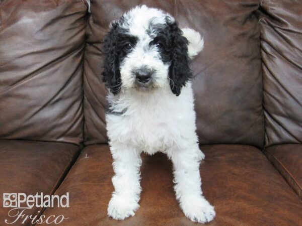 Goldendoodle-DOG-Female-Black & White-24939-Petland Frisco & Mckinney, Texas