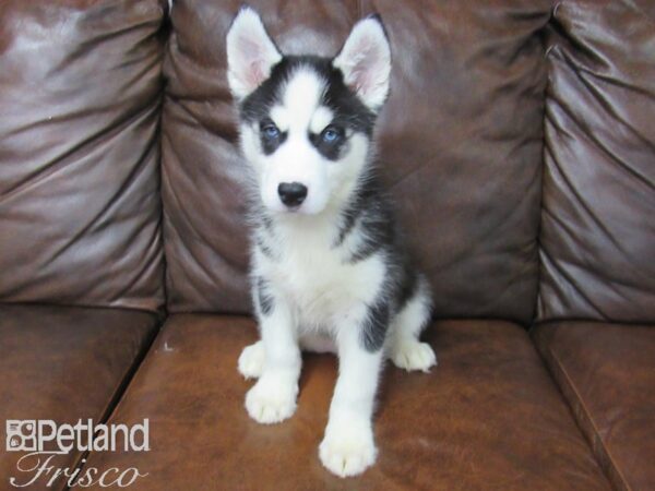 Siberian Husky DOG Female Black & White 24940 Petland Frisco, Texas