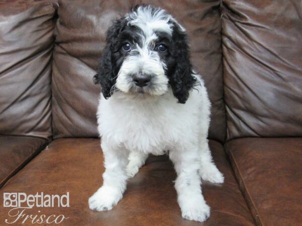 Goldendoodle-DOG-Male-Black & White-24941-Petland Frisco & Mckinney, Texas