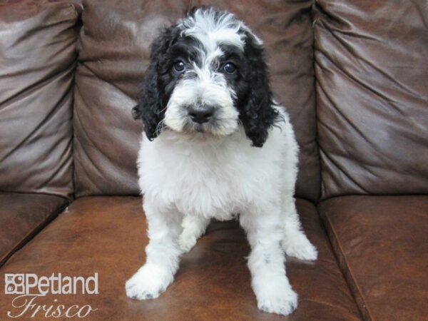 Goldendoodle DOG Male Black & White 24941 Petland Frisco, Texas