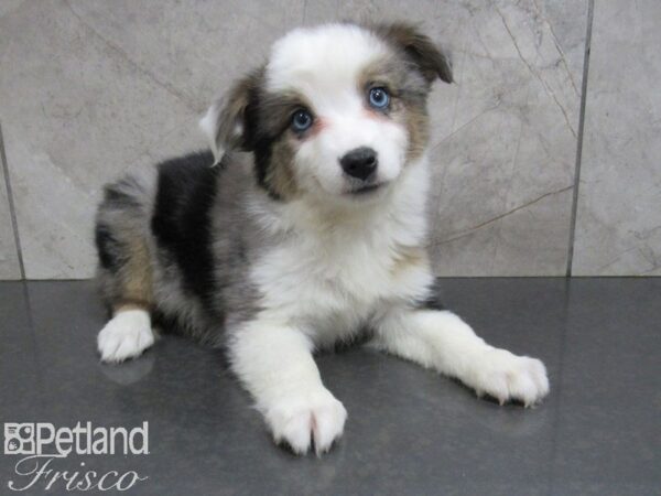 Toy Australian Shepherd-DOG-Female--24962-Petland Frisco & Mckinney, Texas