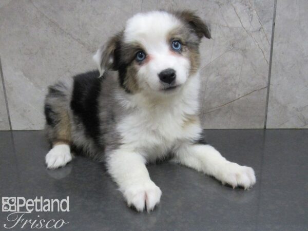 Toy Australian Shepherd DOG Female 24962 Petland Frisco, Texas